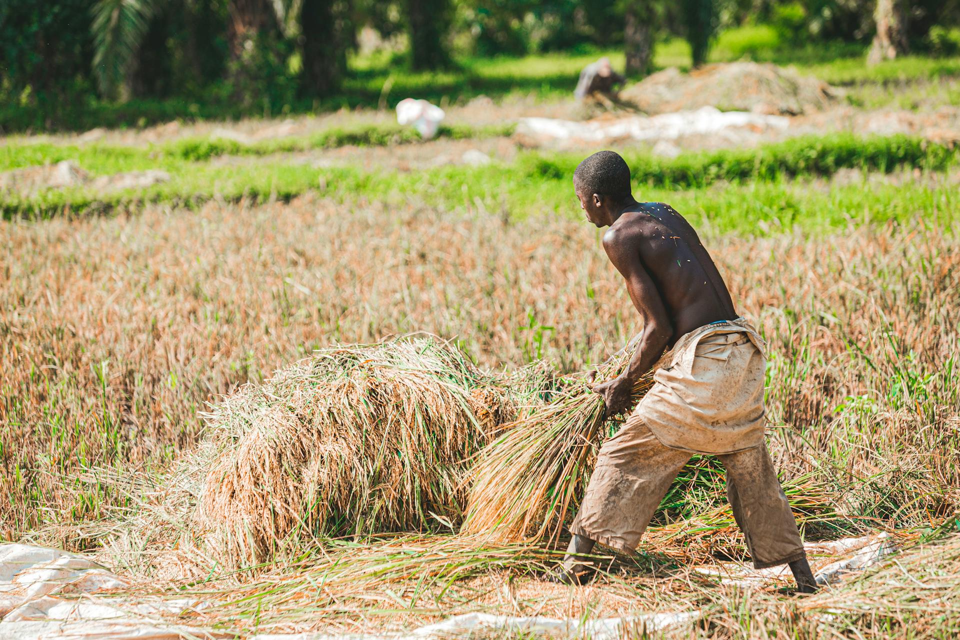 Professional Farm Tool Store -Professional Farm Tool Store pexels safari consoler 3290243 11196886